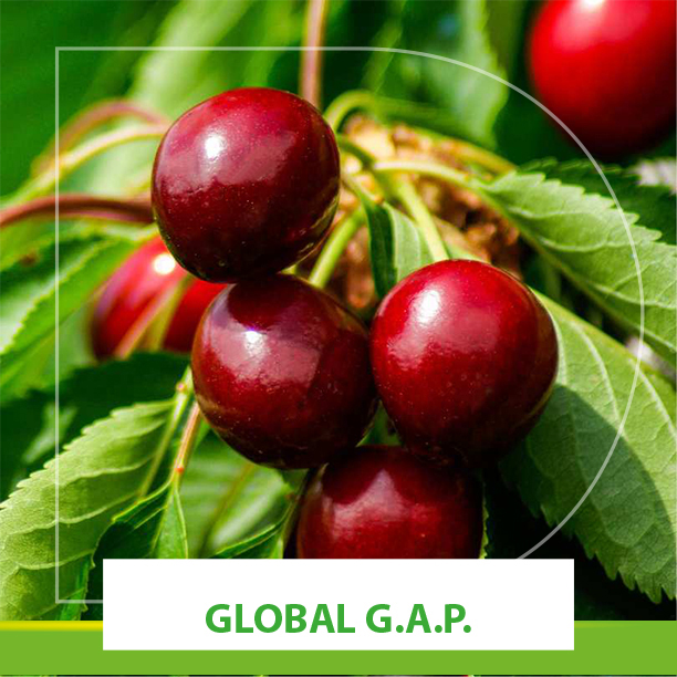 Certificación GlobalG.A.P. dosal