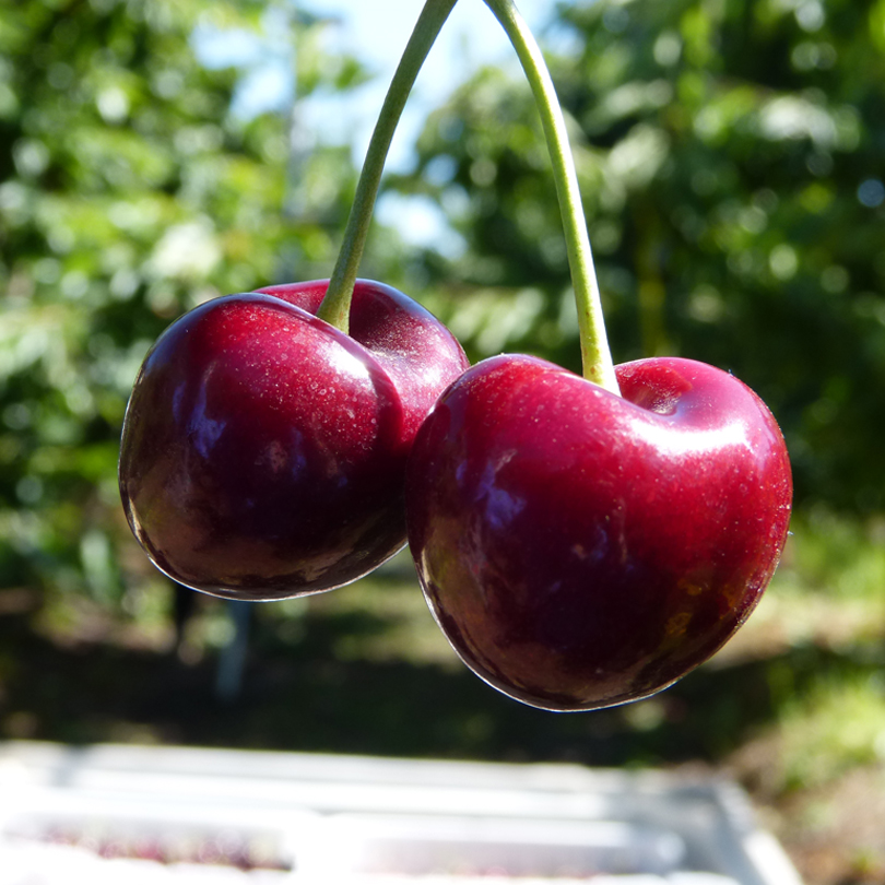 exportación de cerezas Fresca premium