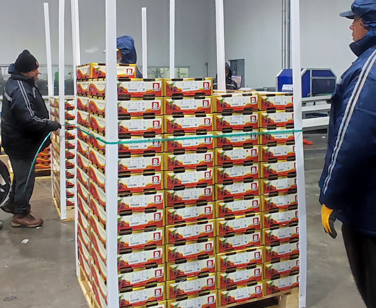 Embalaje y Despacho packing dosal