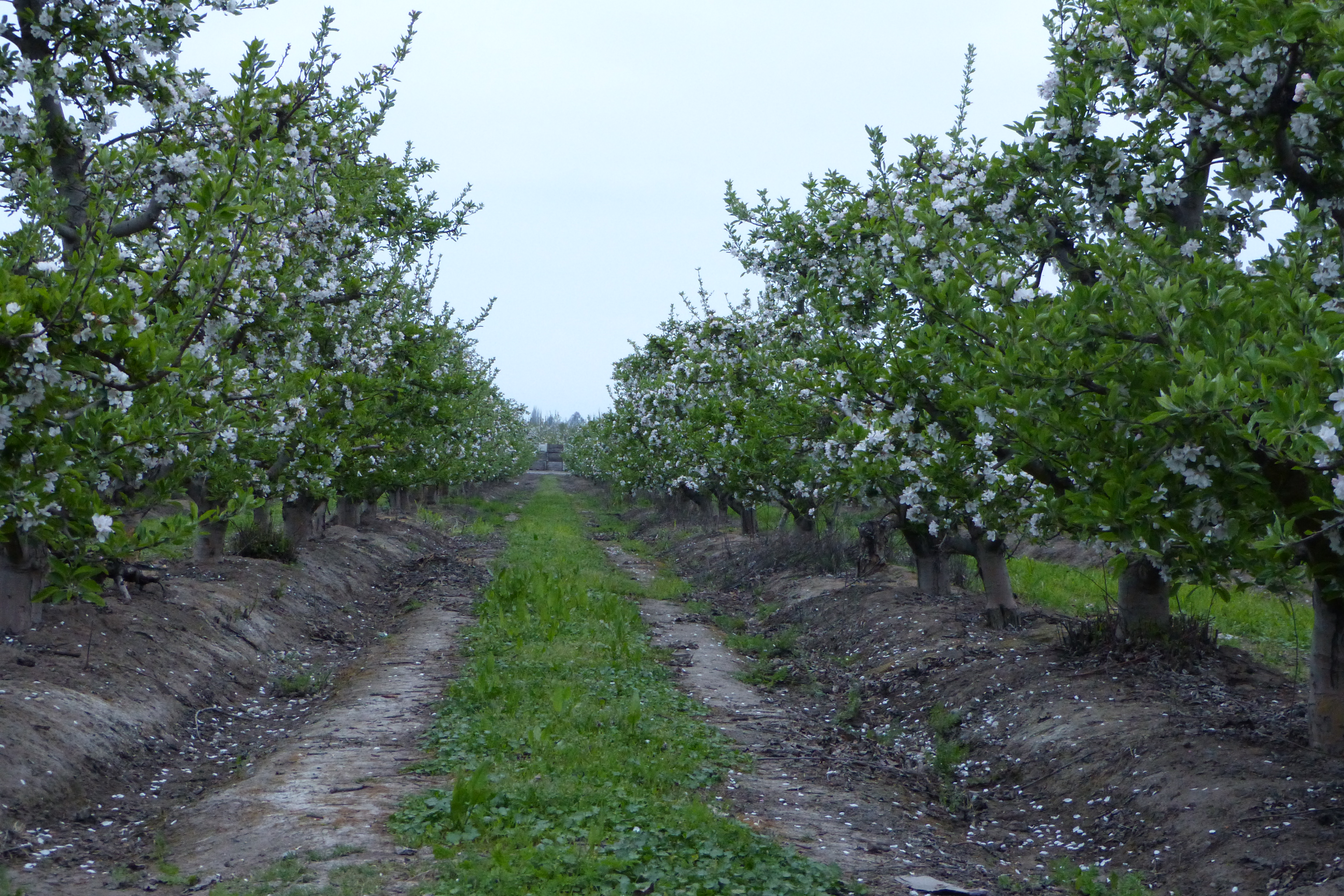 Cosecha de Manzanas huertos dosal